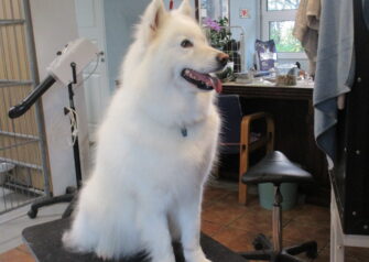Hundesalon alt for hunden - Din hundesalon i Aalborg