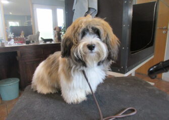 Hundesalon alt for hunden - Din hundesalon i Aalborg