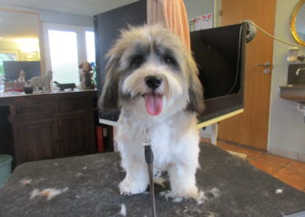 Hundesalon alt for hunden - Din hundesalon i Aalborg