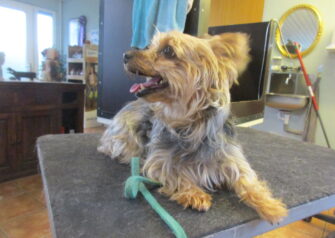 Hundesalon alt for hunden - Din hundesalon i Aalborg