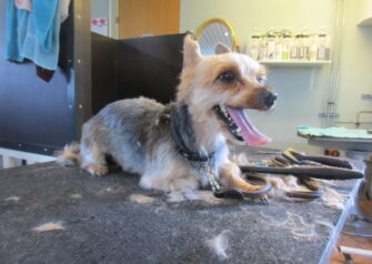 Hundesalon alt for hunden - Din hundesalon i Aalborg