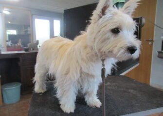 Hundesalon alt for hunden - Din hundesalon i Aalborg