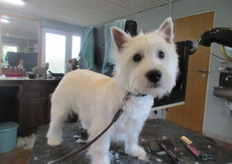 Hundesalon alt for hunden - Din hundesalon i Aalborg