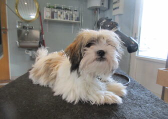 Hundesalon alt for hunden - Din hundesalon i Aalborg