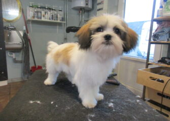 Hundesalon alt for hunden - Din hundesalon i Aalborg