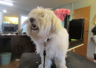 Hundesalon alt for hunden - Din hundesalon i Aalborg