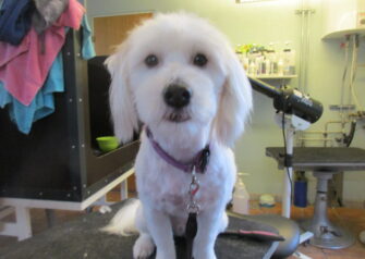 Hundesalon alt for hunden - Din hundesalon i Aalborg