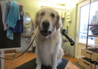 Hundesalon alt for hunden - Din hundesalon i Aalborg