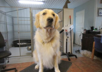 Hundesalon alt for hunden - Din hundesalon i Aalborg