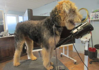 Hundesalon alt for hunden - Din hundesalon i Aalborg