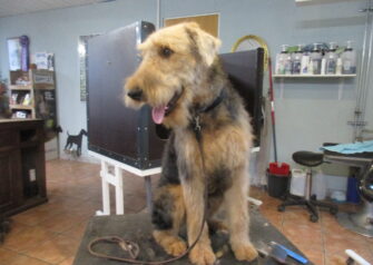 Hundesalon alt for hunden - Din hundesalon i Aalborg
