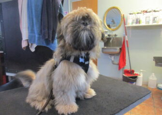 Hundesalon alt for hunden - Din hundesalon i Aalborg