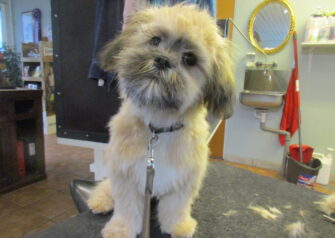 Hundesalon alt for hunden - Din hundesalon i Aalborg