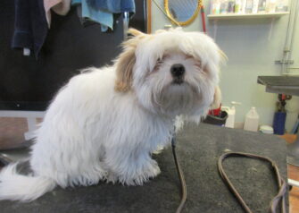Hundesalon alt for hunden - Din hundesalon i Aalborg