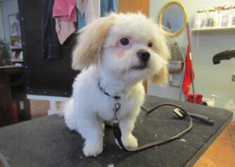 Hundesalon alt for hunden - Din hundesalon i Aalborg