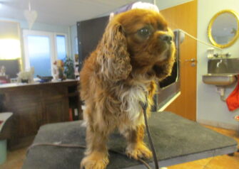 Hundesalon alt for hunden - Din hundesalon i Aalborg