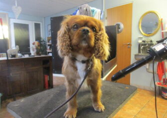 Hundesalon alt for hunden - Din hundesalon i Aalborg