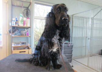 Hundesalon alt for hunden - Din hundesalon i Aalborg