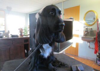 Hundesalon alt for hunden - Din hundesalon i Aalborg