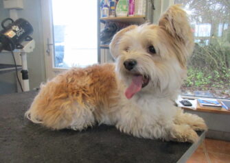 Hundesalon alt for hunden - Din hundesalon i Aalborg