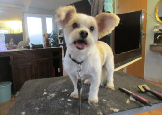 Hundesalon alt for hunden - Din hundesalon i Aalborg