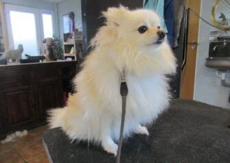 Hundesalon alt for hunden - Din hundesalon i Aalborg