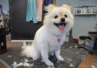 Hundesalon alt for hunden - Din hundesalon i Aalborg