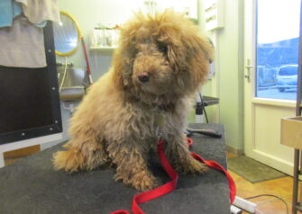 Hundesalon alt for hunden - Din hundesalon i Aalborg