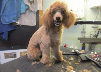 Hundesalon alt for hunden - Din hundesalon i Aalborg
