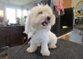 Hundesalon alt for hunden - Din hundesalon i Aalborg