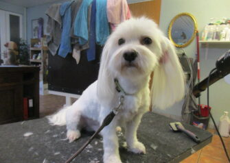 Hundesalon alt for hunden - Din hundesalon i Aalborg