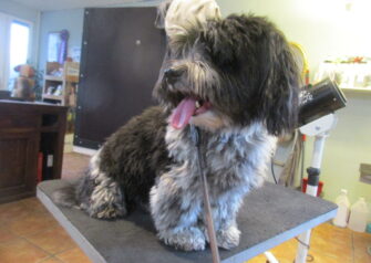Hundesalon alt for hunden - Din hundesalon i Aalborg