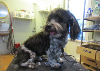 Hundesalon alt for hunden - Din hundesalon i Aalborg