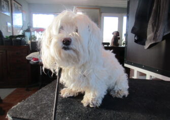 Hundesalon alt for hunden - Din hundesalon i Aalborg