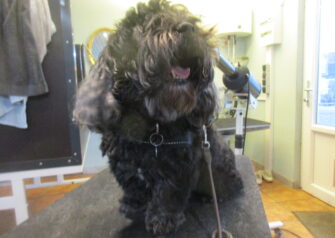 Hundesalon alt for hunden - Din hundesalon i Aalborg