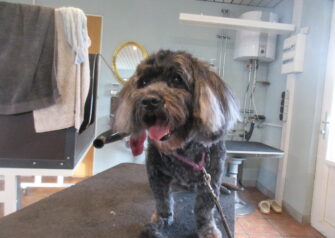 Hundesalon alt for hunden - Din hundesalon i Aalborg