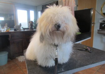 Hundesalon alt for hunden - Din hundesalon i Aalborg