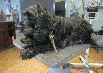 Hundesalon alt for hunden - Din hundesalon i Aalborg
