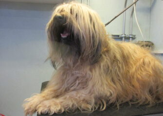 Hundesalon alt for hunden - Din hundesalon i Aalborg