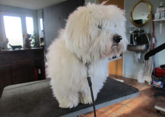 Hundesalon alt for hunden - Din hundesalon i Aalborg