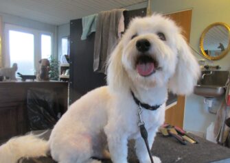 Hundesalon alt for hunden - Din hundesalon i Aalborg