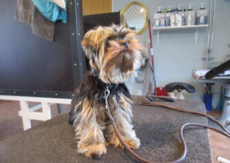 Hundesalon alt for hunden - Din hundesalon i Aalborg