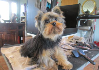 Hundesalon alt for hunden - Din hundesalon i Aalborg