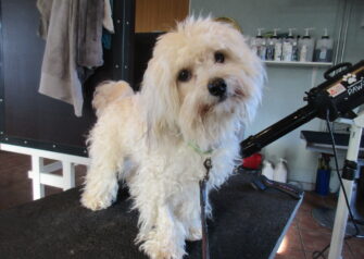 Hundesalon alt for hunden - Din hundesalon i Aalborg