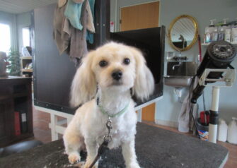 Hundesalon alt for hunden - Din hundesalon i Aalborg