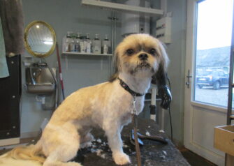 Hundesalon alt for hunden - Din hundesalon i Aalborg