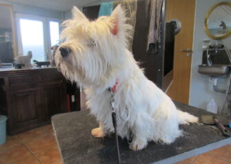 Hundesalon alt for hunden - Din hundesalon i Aalborg