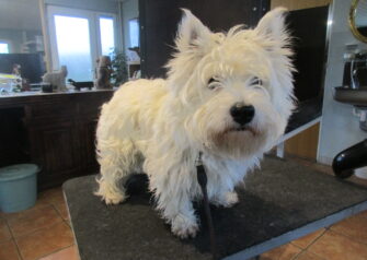 Hundesalon alt for hunden - Din hundesalon i Aalborg