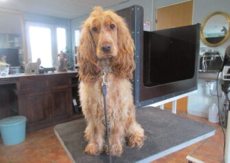 Hundesalon alt for hunden - Din hundesalon i Aalborg