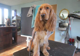 Hundesalon alt for hunden - Din hundesalon i Aalborg